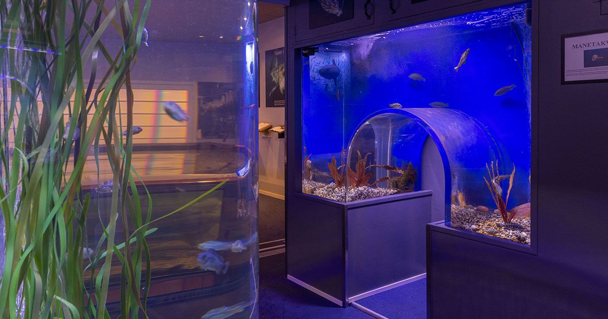  Nytt tunnelakvarium for de minste på Drøbak Akvarium