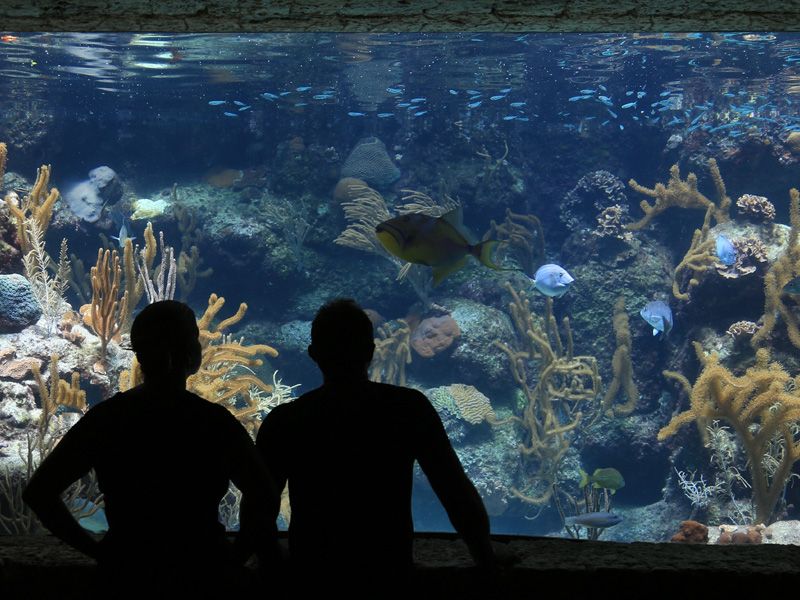 Bursdagsdeltagere har  fri adgang til akvariet