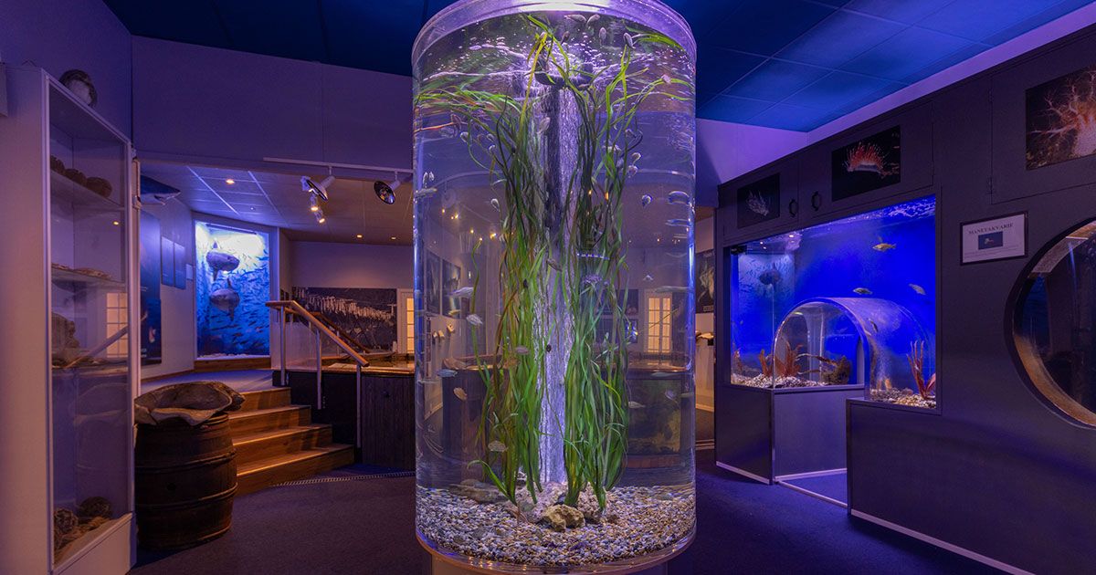 Nye akvarier på Drøbak Akvarium